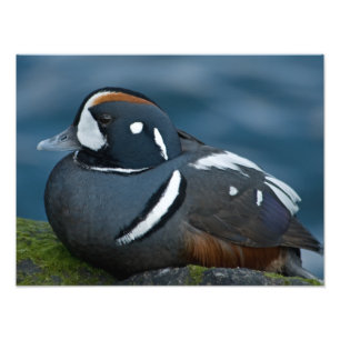 Harlequin Duck Photo Enlargement