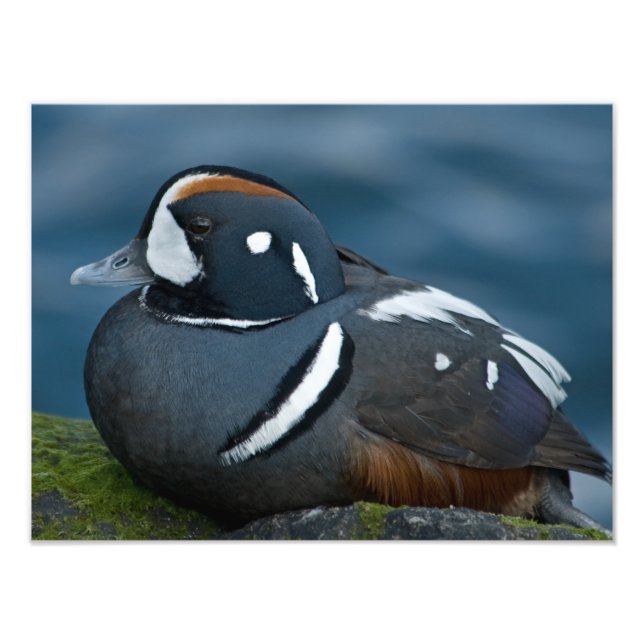 Harlequin Duck Photo Enlargement Print (Front)