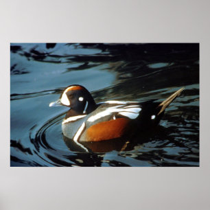 Harlequin Duck Poster