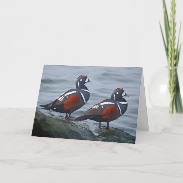 Harlequin Ducks 7 x 5 Folded Greeting Card - blank (Front)