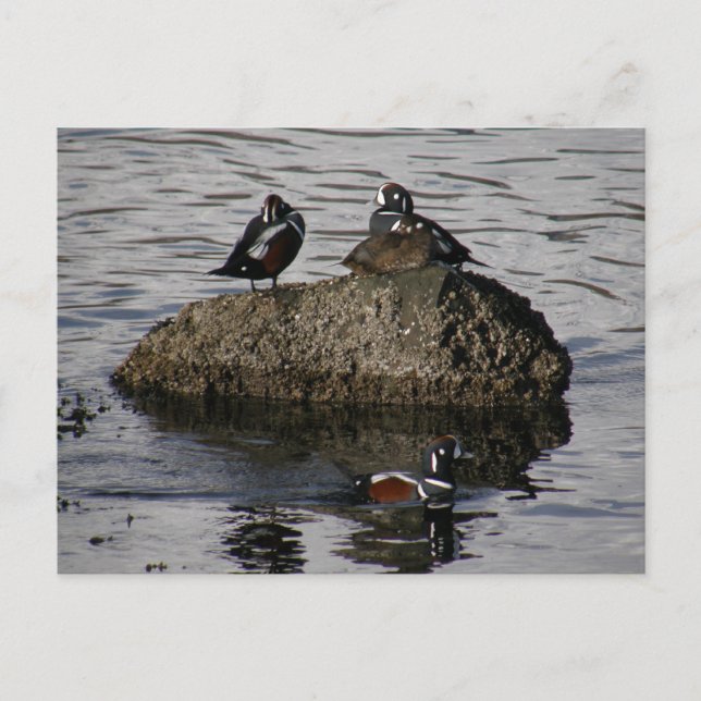 Harlequin Ducks, Unalaska Island Postcard (Front)