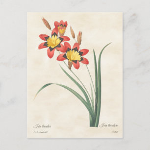 Harlequin Flower Vintage Botanical Illustration Postcard