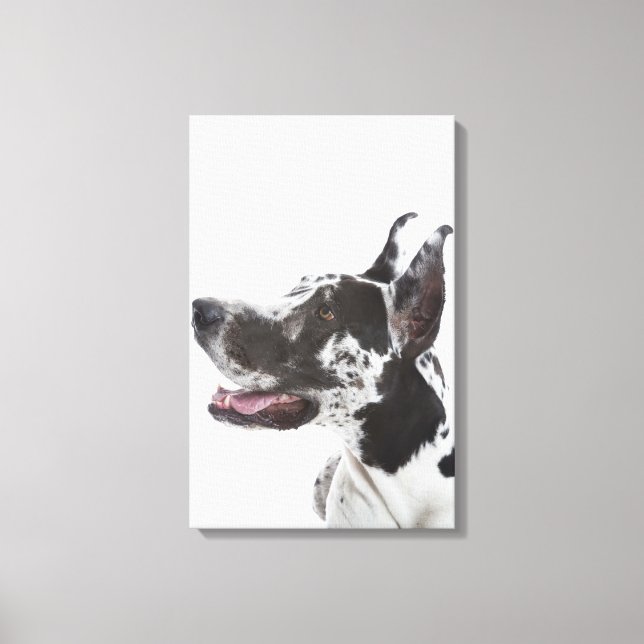 Harlequin Great Dane Canvas Print (Front)