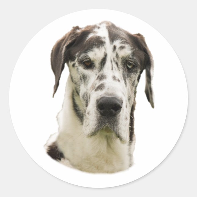 Harlequin Great Dane dog photo Classic Round Sticker (Front)