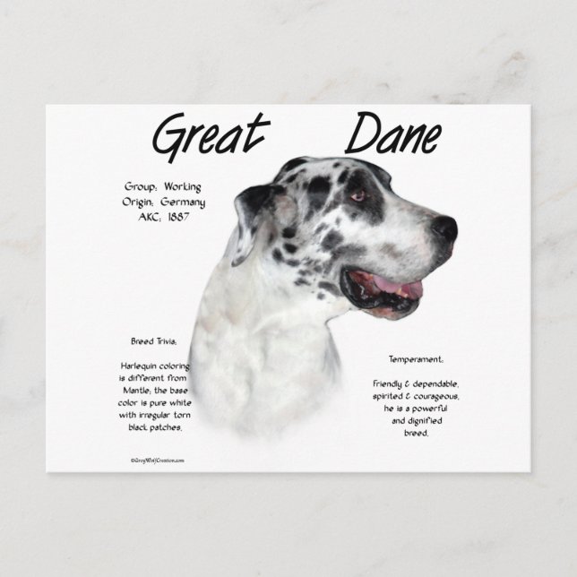 Harlequin Great Dane History Design Postcard (Front)