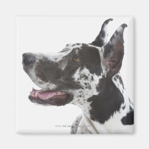 Harlequin Great Dane Magnet