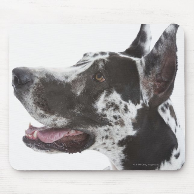 Harlequin Great Dane Mouse Mat (Front)