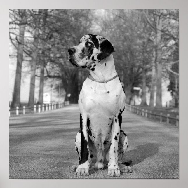 Harlequin Great Dane Nestor  Poster (Front)