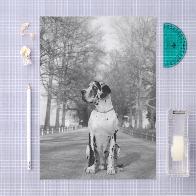 Harlequin Great Dane Nestor  Tissue Paper (Craft)