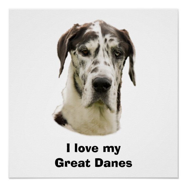 Harlequin Great Dane photo Poster (Front)