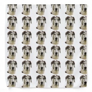 great dane dog clothes