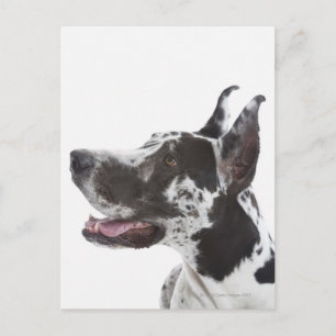 Harlequin Great Dane Postcard