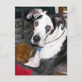 Harlequin Great Dane Postcard