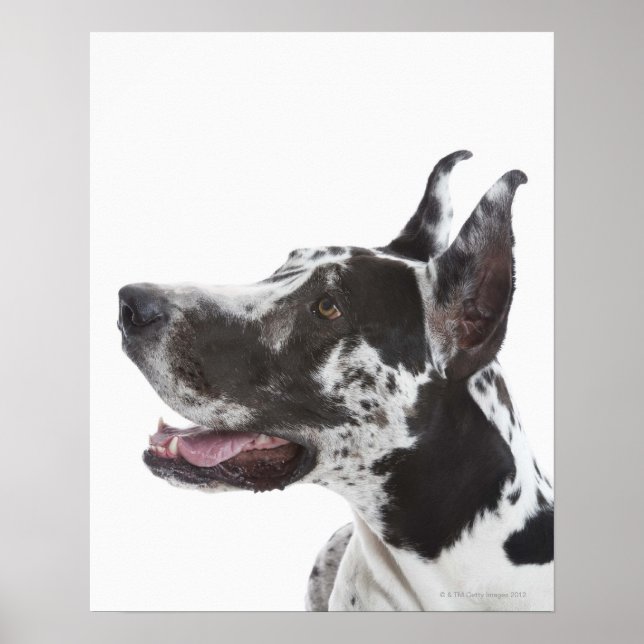 Harlequin Great Dane Poster (Front)