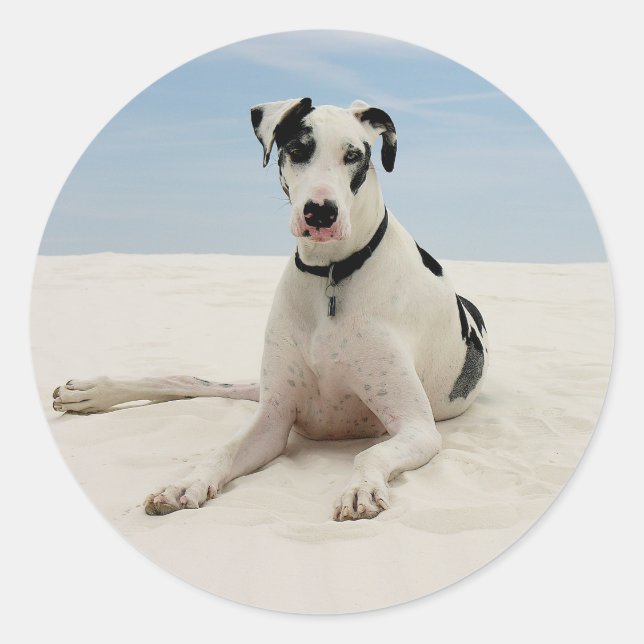 Harlequin Great Dane Puppy Dog Sticker / Seal (Front)