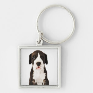 Harlequin Great Dane puppy on white background Key Ring