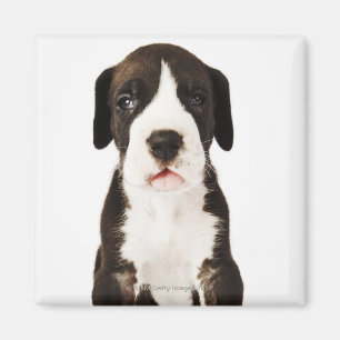 Harlequin Great Dane puppy on white background Magnet