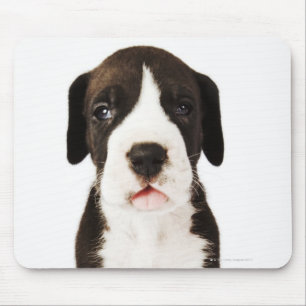 Harlequin Great Dane puppy on white background Mouse Mat