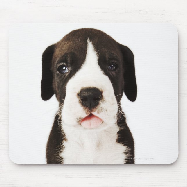 Harlequin Great Dane puppy on white background Mouse Mat (Front)