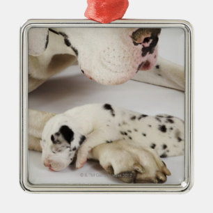 Harlequin Great Dane puppy sleeping on mother Metal Tree Decoration