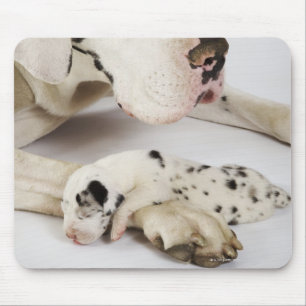 Harlequin Great Dane puppy sleeping on mother Mouse Mat