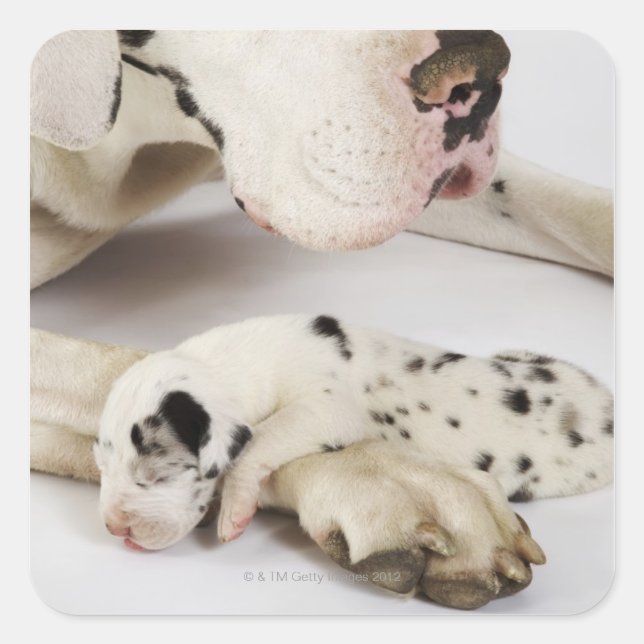 Harlequin Great Dane puppy sleeping on mother Square Sticker (Front)