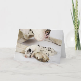 Harlequin Great Dane puppy sleeping on mother's Card