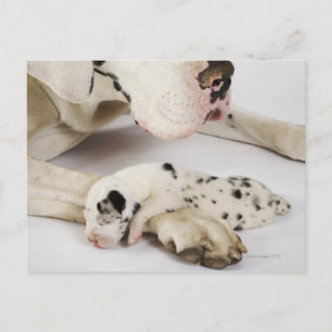 Harlequin Great Dane puppy sleeping on mother's Postcard