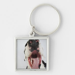 Harlequin Great Dane with open mouth, close-up, Key Ring