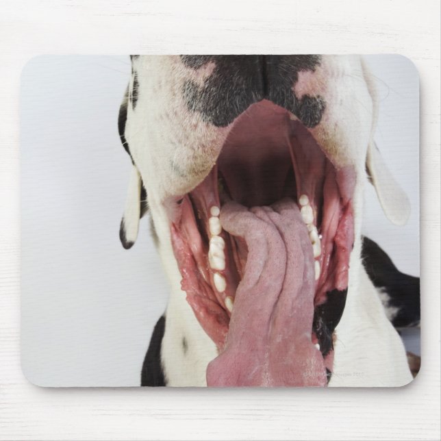 Harlequin Great Dane with open mouth, close-up, Mouse Mat (Front)