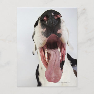 Harlequin Great Dane with open mouth, close-up, Postcard