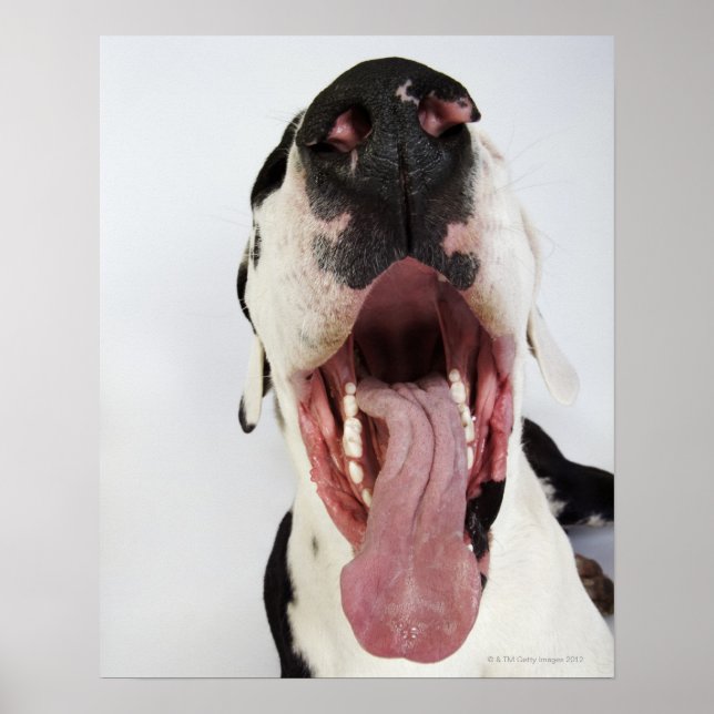Harlequin Great Dane with open mouth, close-up, Poster (Front)