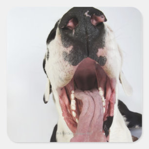 Harlequin Great Dane with open mouth, close-up, Square Sticker