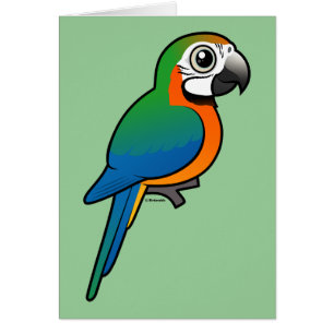 Harlequin Macaw