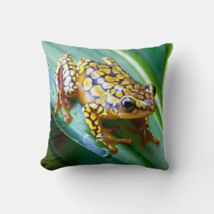 Harlequin Poison Dart Frog Cushion