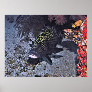 Harlequin Sweetlips Poster