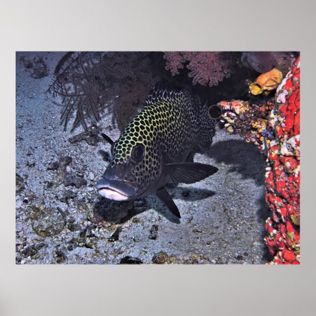 Harlequin Sweetlips Poster (Front)