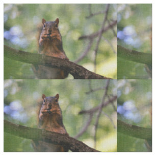 Harmonica squirrel fabric