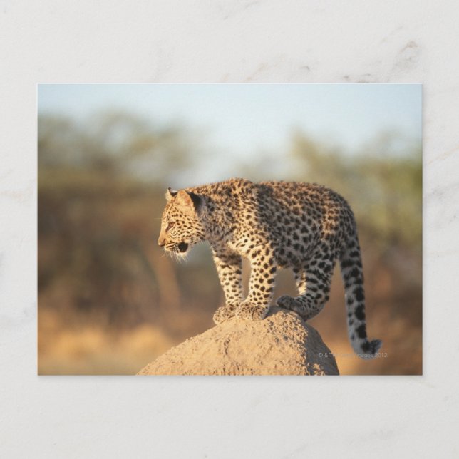 Harnas Wildlife Sanctuary, Namibia Postcard (Front)