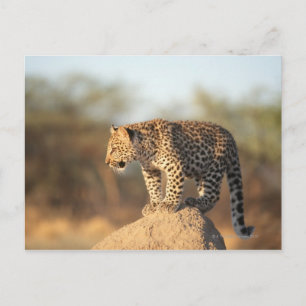 Harnas Wildlife Sanctuary, Namibia Postcard