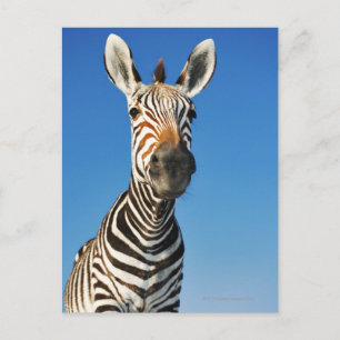 Harnas Wildlife Sanctuary, Namibia, Southern Postcard