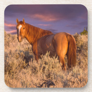 Harney County Wild horse stands alert Coaster