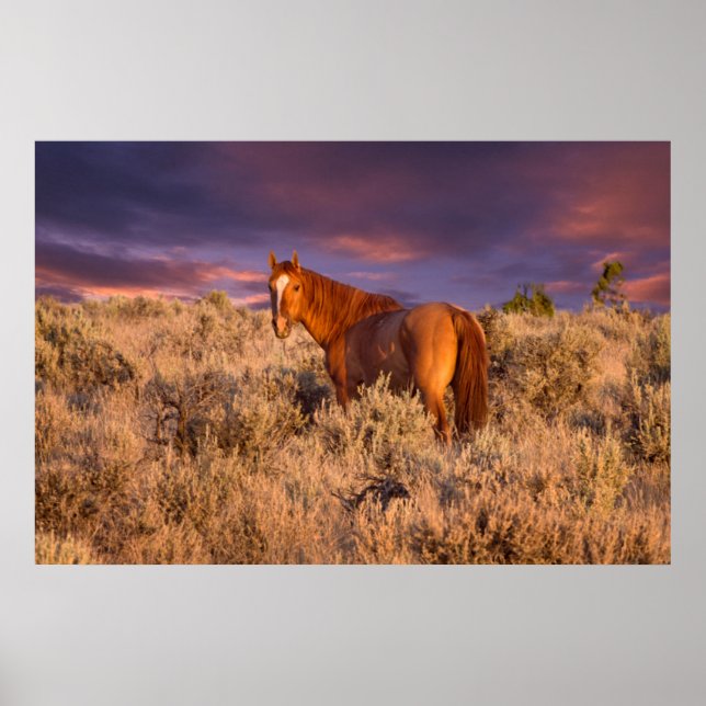 Harney County Wild horse stands alert Poster (Front)