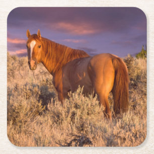 Harney County Wild horse stands alert Square Paper Coaster