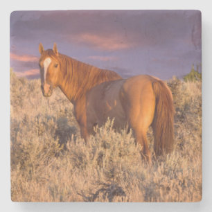 Harney County Wild horse stands alert Stone Coaster