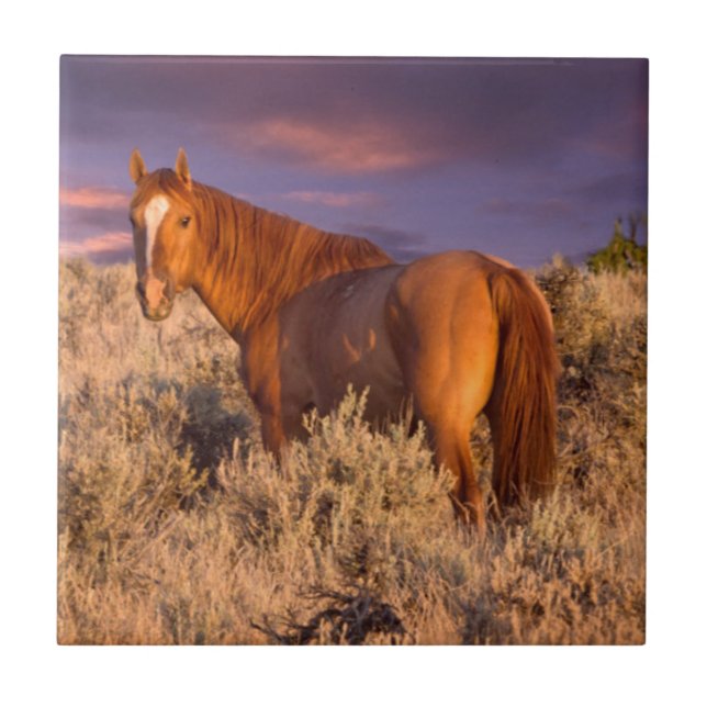 Harney County Wild horse stands alert Tile (Front)