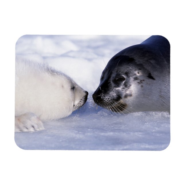 Harp Seal Mother with Pup Magnet (Horizontal)