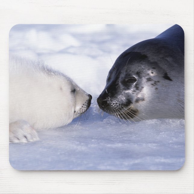 Harp Seal Mother with Pup Mouse Mat (Front)