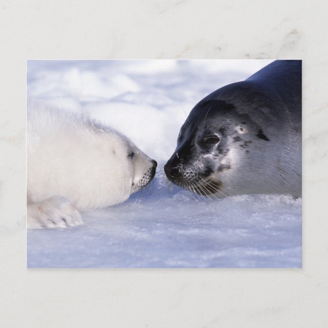 Harp Seal Mother with Pup Postcard (Front)