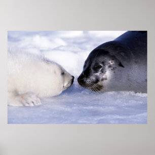 Harp Seal Mother with Pup Poster